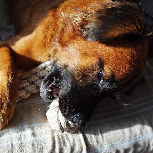 Indestructible Hemp Rope Ball Toy - Sustainable and Non-Toxic Pet Toy