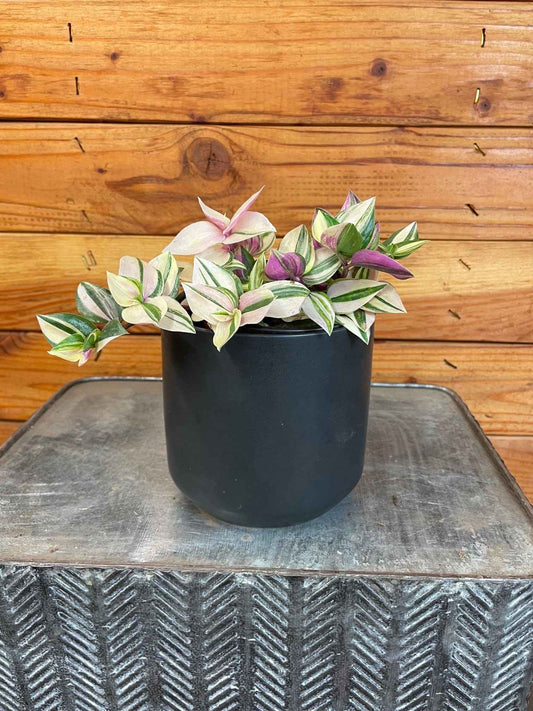 Tradescantia Tricolor, 4" Plant