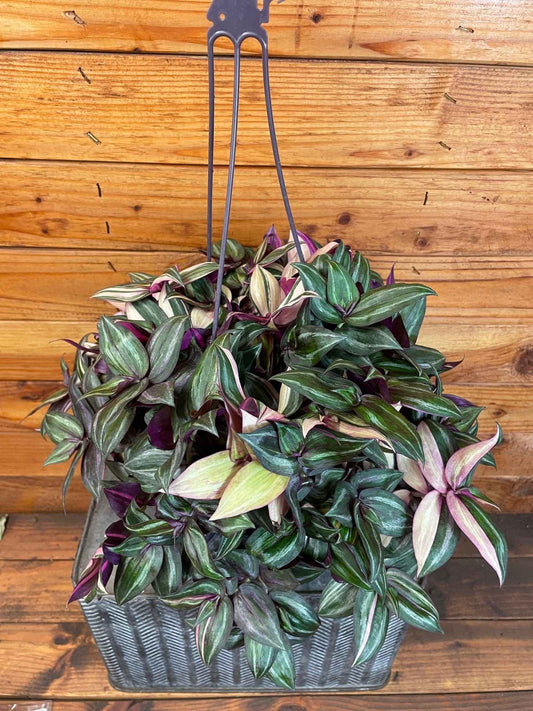 Tradescantia Tricolor, 6" Plant