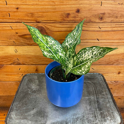 Aglaonema Snow White, 4” Plant