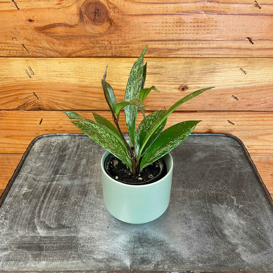 Hoya Pubicalyx Splash, 2" Plant