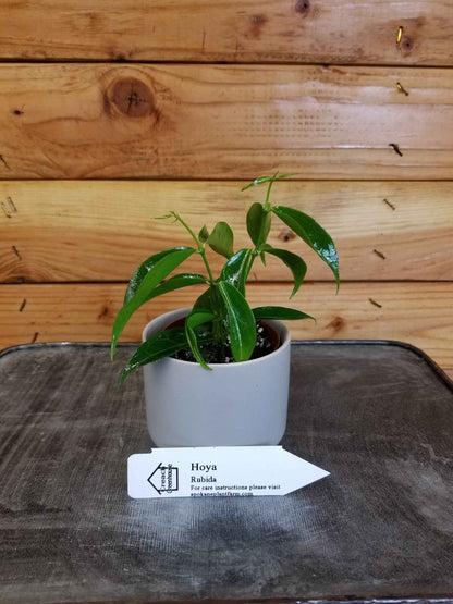 Hoya Rubida, 2" Plant