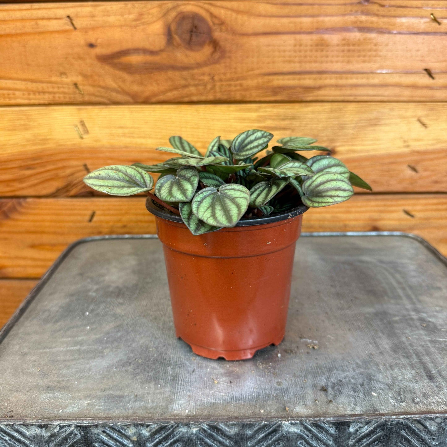 Peperomia Piccolo Banda, 4" Plant