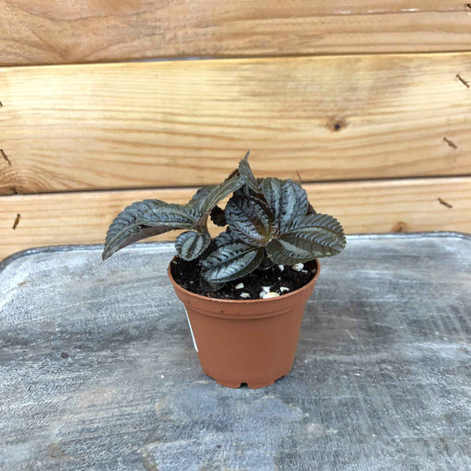 Pilea Norfolk, 2" Plant