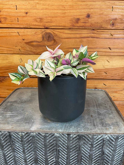 Tradescantia Tricolor, 4" Plant