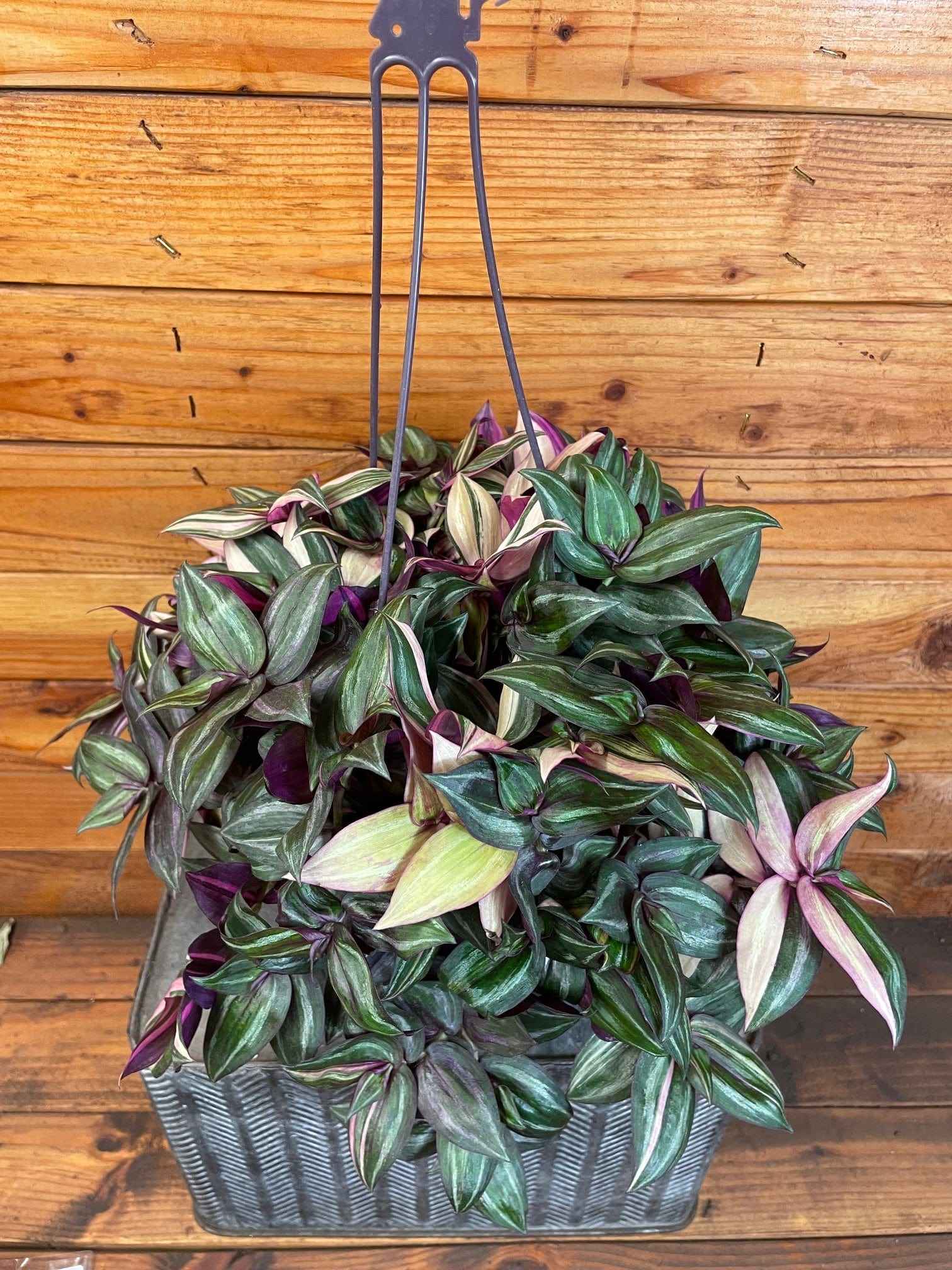 Tradescantia Tricolor, 6" Plant