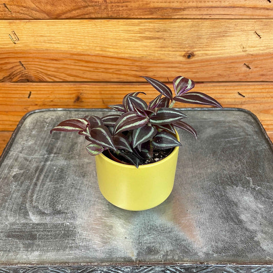 Tradescantia Zebrina Red Mini, 2" Plant